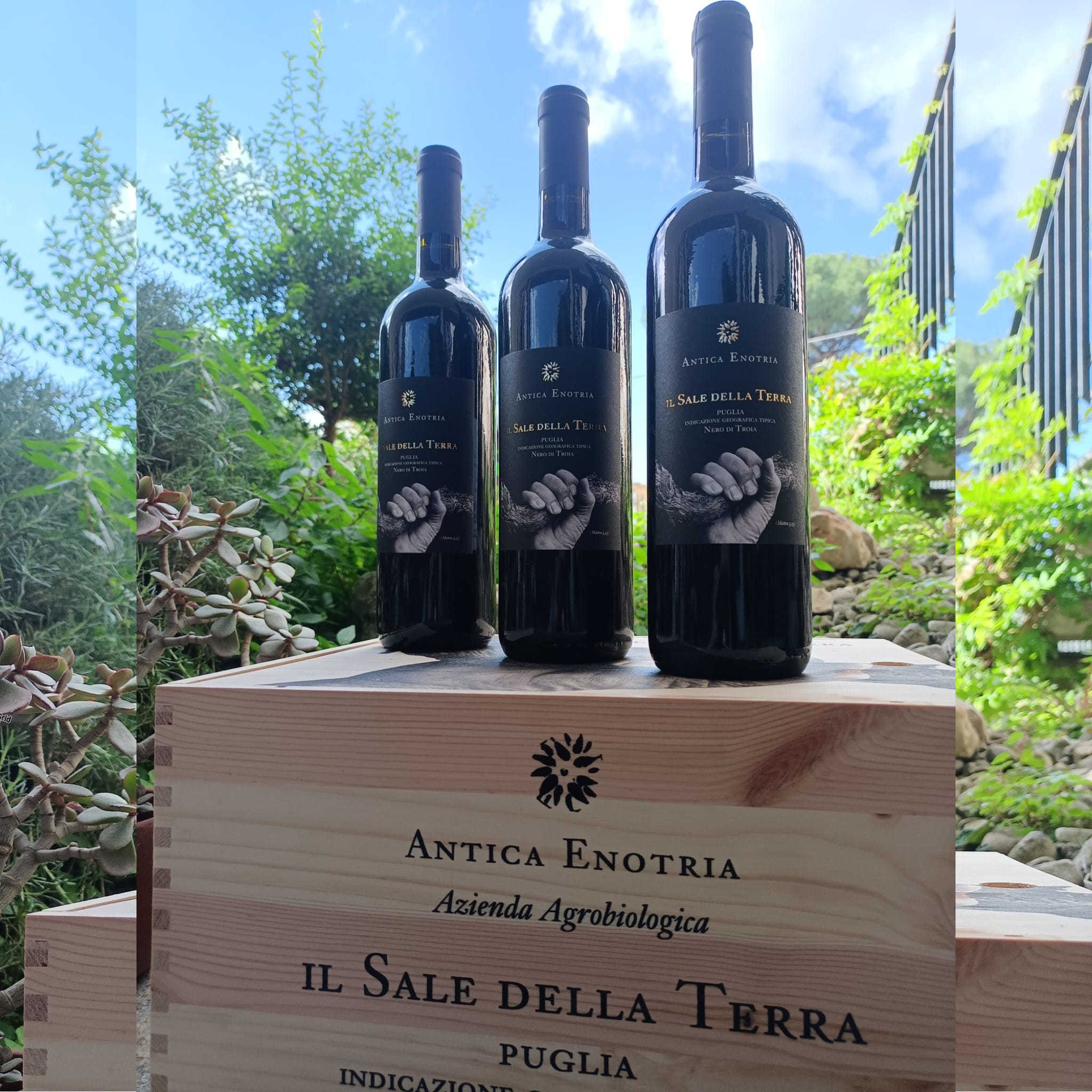 Cassettina da 6 bottiglie Il Sale della Terra 2019 Nero di Troia Puglia IGT - Antica Enotria